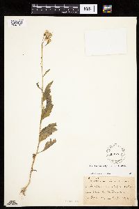Erechtites hieraciifolius image