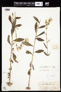 Erechtites hieraciifolius image