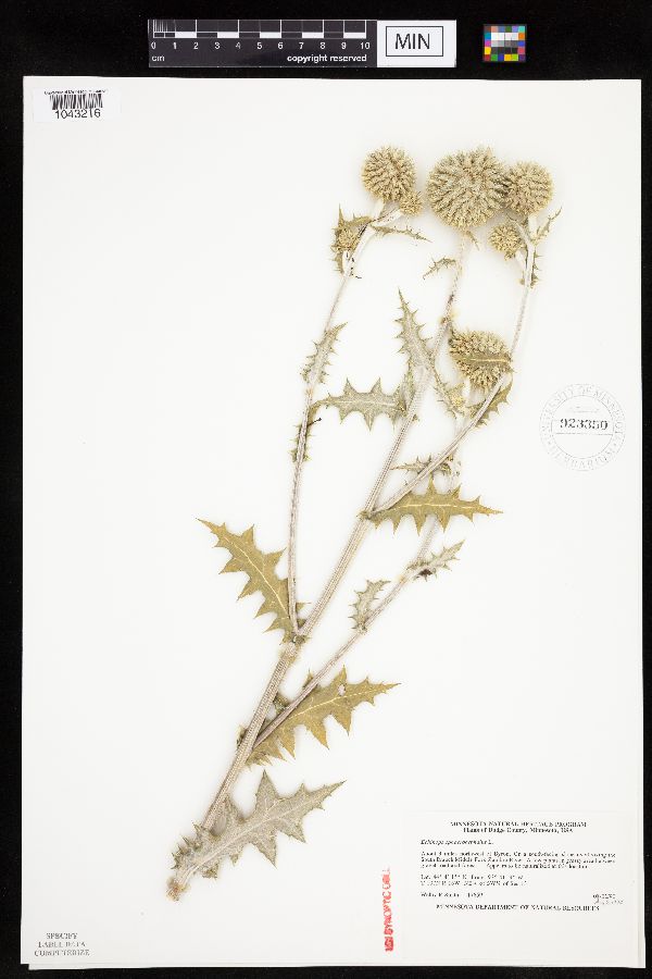 Echinops sphaerocephalus image