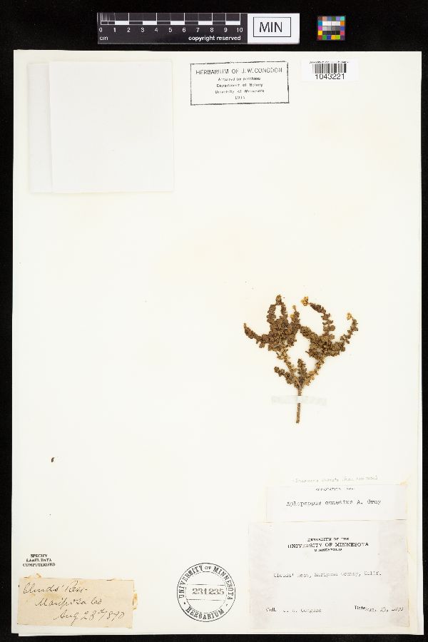 Ericameria cuneata image