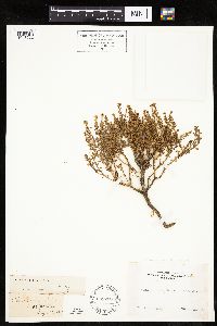 Ericameria cuneata image