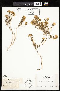 thumbnail image of current specimen