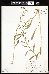 Erigeron acris image