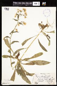 Erigeron acris image