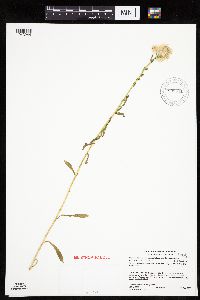 Erigeron acris image