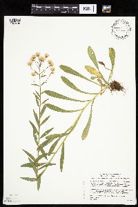 Erigeron acris image