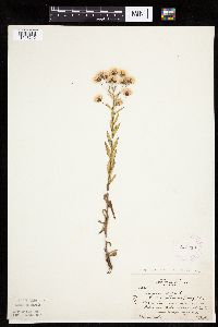 Erigeron acris image