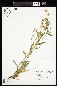 Erigeron acris image