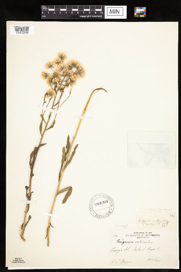 Erigeron acris image