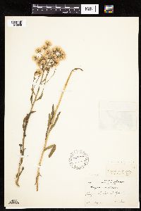 Erigeron elatus image