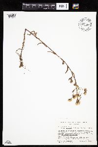 Erigeron acris image