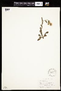 Erigeron acris image