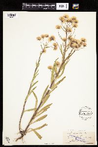 Erigeron acris image