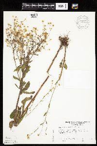 Erigeron annuus image