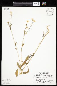 Erigeron annuus image