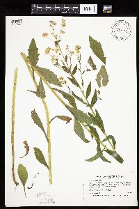 Erigeron annuus image