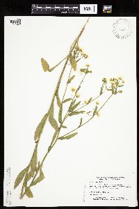 Erigeron annuus image