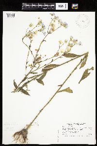 Erigeron annuus image