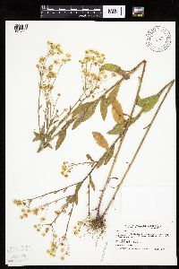 Erigeron annuus image