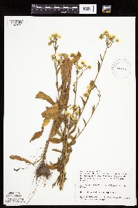 Erigeron annuus image