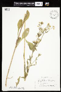 Erigeron annuus image