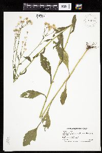 Erigeron annuus image