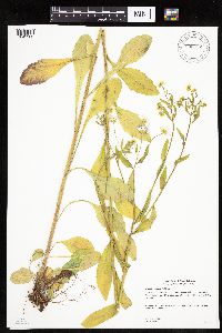 Erigeron annuus image