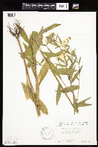 Erigeron annuus image