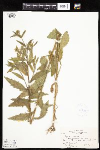 Erigeron annuus image