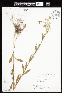 Erigeron annuus image