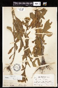 Erigeron annuus image