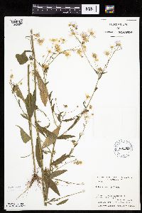 Erigeron annuus image