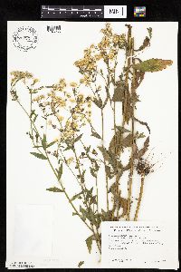 Erigeron annuus image