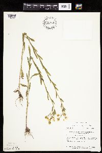 Erigeron annuus image