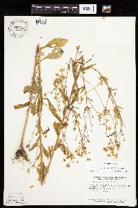 Erigeron annuus image