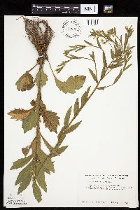 Erigeron annuus image