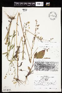 Erigeron annuus image