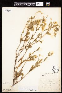 Erigeron annuus image