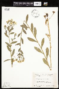 Erigeron annuus image