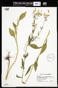 Erigeron annuus image