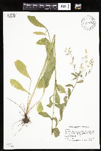 Erigeron annuus image