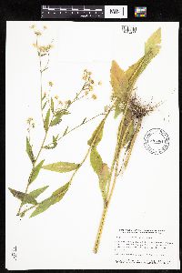 Erigeron annuus image