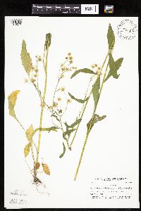 Erigeron annuus image