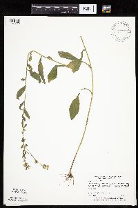 Erigeron annuus image