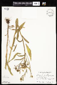 Erigeron annuus image