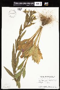 Erigeron annuus image