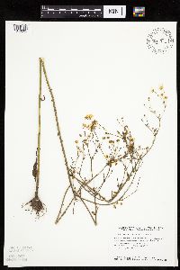 Erigeron annuus image