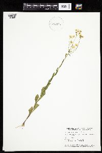 Erigeron annuus image