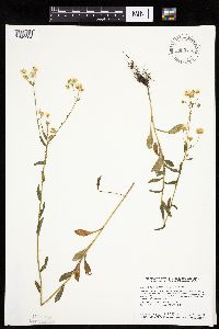 Erigeron annuus image