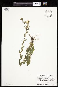 Erigeron annuus image